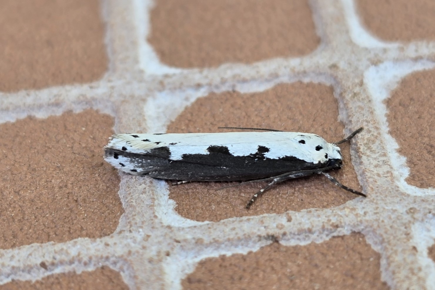 Photo of Bordered Ermel (Ethmia bipunctella)